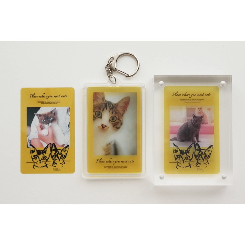 「コイデカメラ」×「Place where you meet cats〜猫と出会う場所」